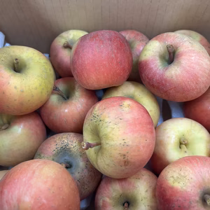 今シーズンラスト！訳あり規格外　極小こうとく約3キロバラ詰め