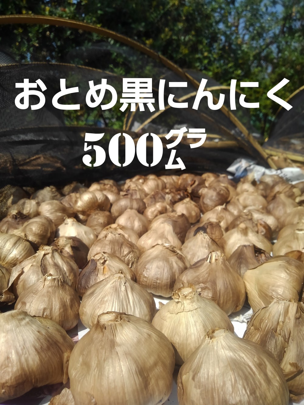 ☆おとめ黒にんにく500㌘ (熊本産 農薬・化学肥料不使用)｜加工食品の