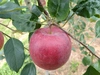 話題の新品種りんご　[シナノリップ]家庭用3kg