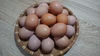 卵かけご飯に最高！平飼い 新鮮たまご 元気玉 小玉【40個】