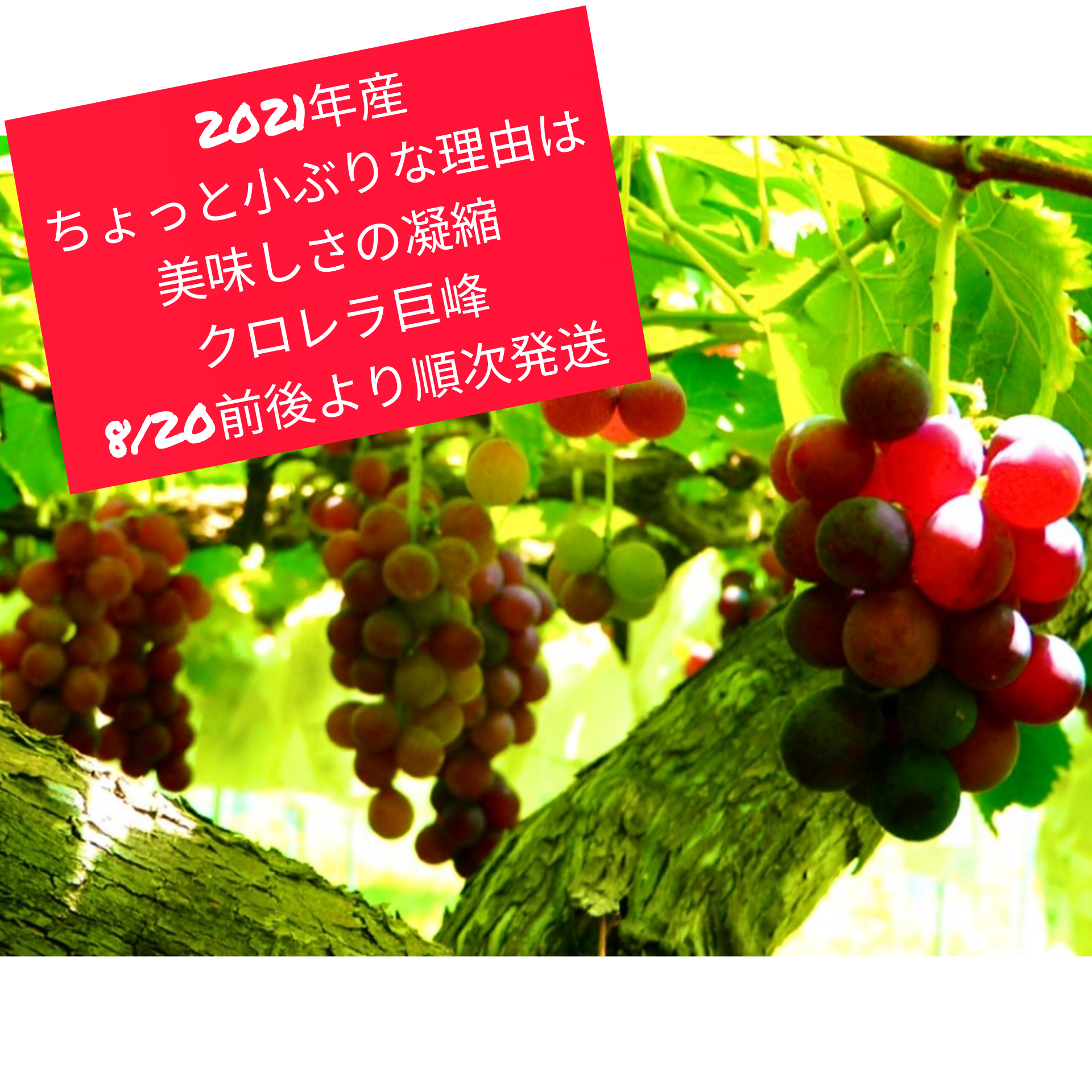 8 前後 発送 小ぶりな理由は美味しさを凝縮したから 朝採りクロレラ栽培巨峰 農家漁師から産地直送の通販 ポケットマルシェ
