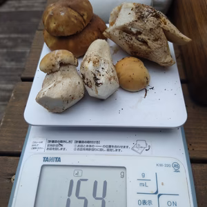 ◆初物◆折れニセコ産天然ポルチーニ