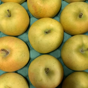 ※限定４箱限りでお試し価格※～青森産シャキシャキりんご『早生の黄金のサンふじ』