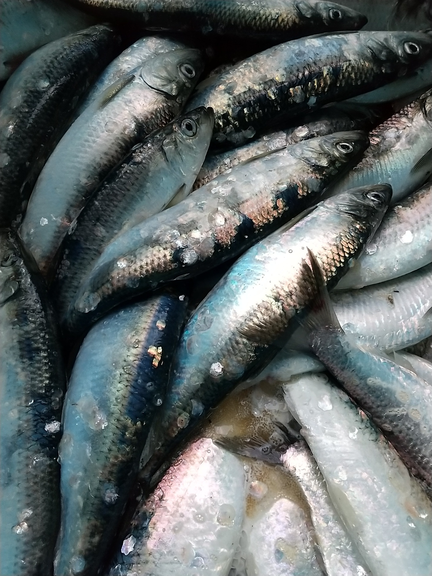 刺身で食べる活〆春ニシン 農家漁師から産地直送の通販 ポケットマルシェ
