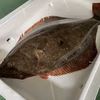 【江田島産】天然ヒラメ