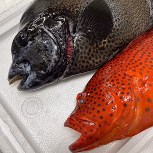 【魚突き】動画あり　ユカタハタ1.1kg、イシガキダイ1.7kg 鱗、内臓処理済