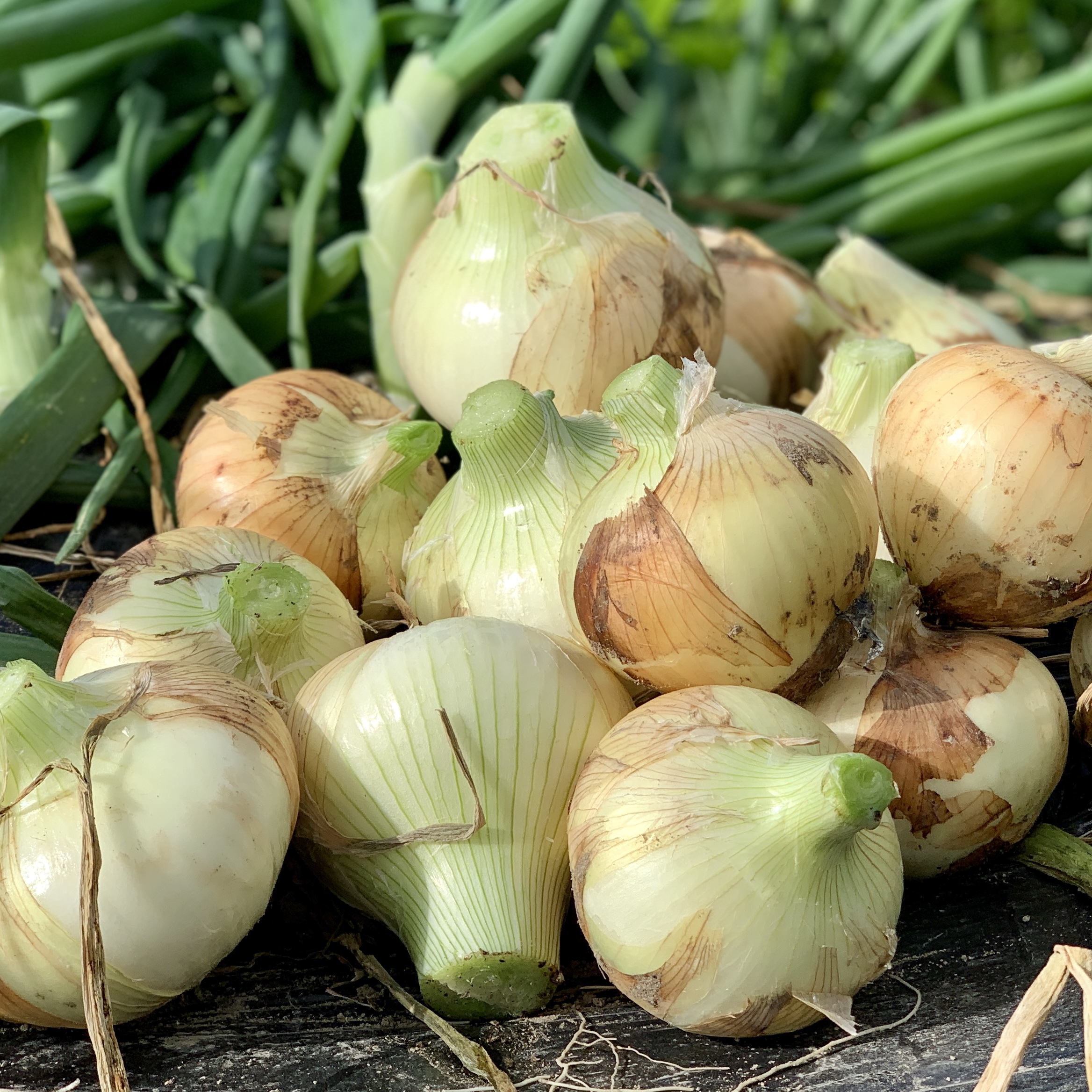 淡路島⭕春の新たま⭕子どもたちがパクパク食べちゃう♪ 新たま2kg+おまかせレタス3玉