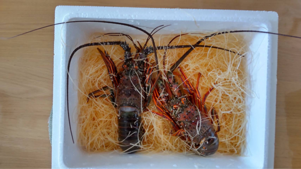 １セット限定 幻のセミエビ ９００g 農家漁師から産地直送の通販 ポケットマルシェ