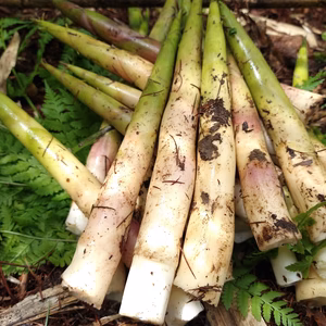 明日採りたて発送◆北海道産◆天然根曲タケノコ1kg　