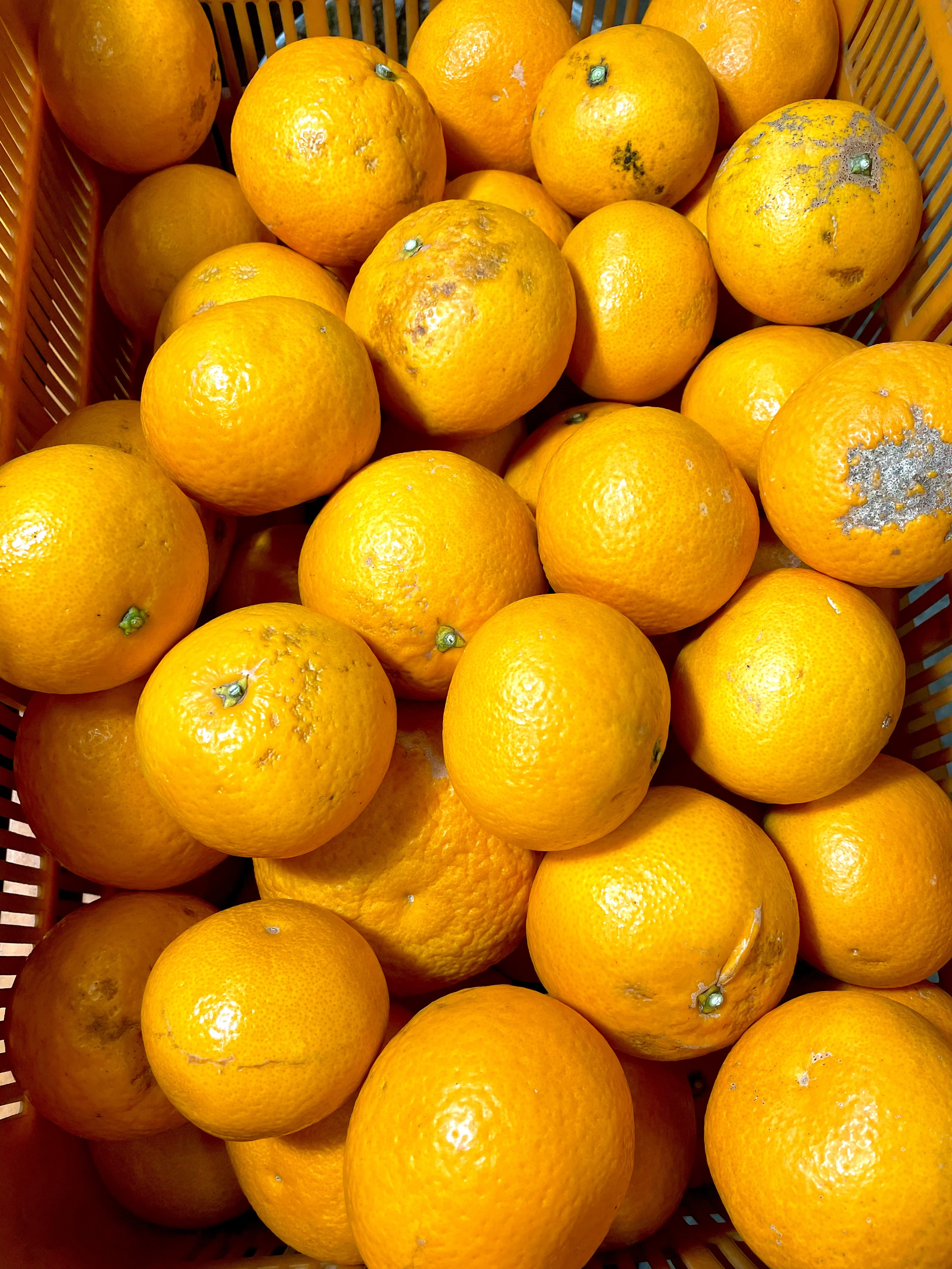 Ayaco☆　小玉まどんな8kg×２箱ぐるりん 果物の産直通販・お取り寄せ商品｜ポケットマルシェ｜産地直送で旬の