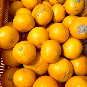 【訳あり特価】愛媛県産「清見オレンジ」2キロ〜