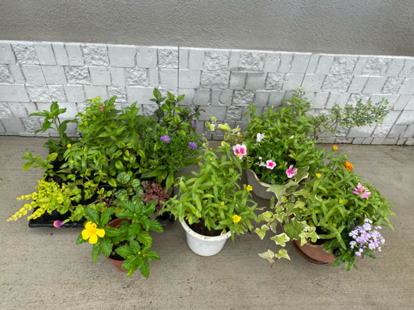 ハイブリッドゼラニウム カリオペ ローズスプラッシュ 大鉢2鉢セット 農家漁師から産地直送の通販 ポケットマルシェ