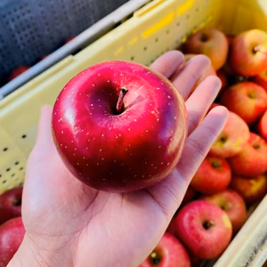 【ふじ】３キロ箱【小玉サイズ】