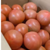 熊本県八代産　まるかじりトマト　２kg