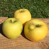 11月発送りんご 訳あり シナノゴールド 約2kg 5-10玉 復興支援