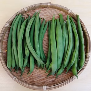 丸莢インゲン＆平莢モロッコ (各500g)