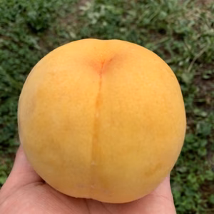 【24年9-10月発送】のろまん農場の ゴールデンピーチ【ふるさと納税専用】