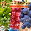 ぶどう好きに！ゴールドフィンガーとクイーンセブンとブラックビートの3房セット