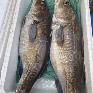 水揚げ次第発送‼️活〆　真タラ‼️