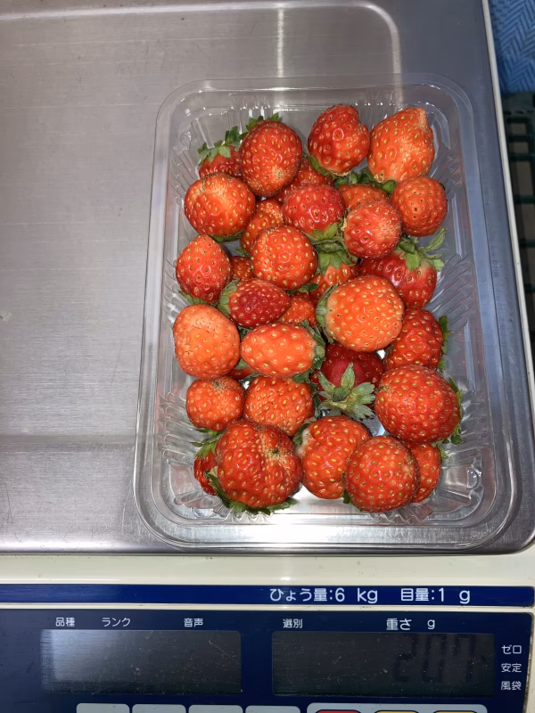 夏秋イチゴ☆小粒☆すずあかね