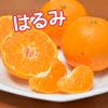★甘さと酸味がやみつき！★はるみ★薄皮ごと食べられる柑橘 2月発送