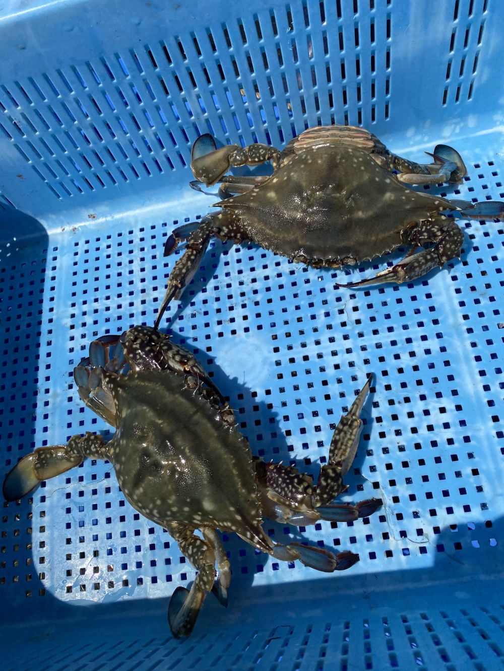 早い者勝ち カンジャンケジャン可 湖宝ガニ メス2杯 農家漁師から産地直送の通販 ポケットマルシェ