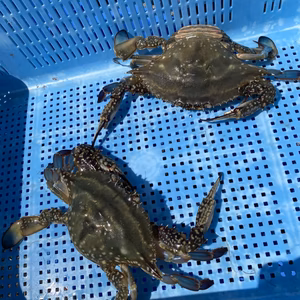 早い者勝ち！カンジャンケジャン可『湖宝ガニ』メス2杯