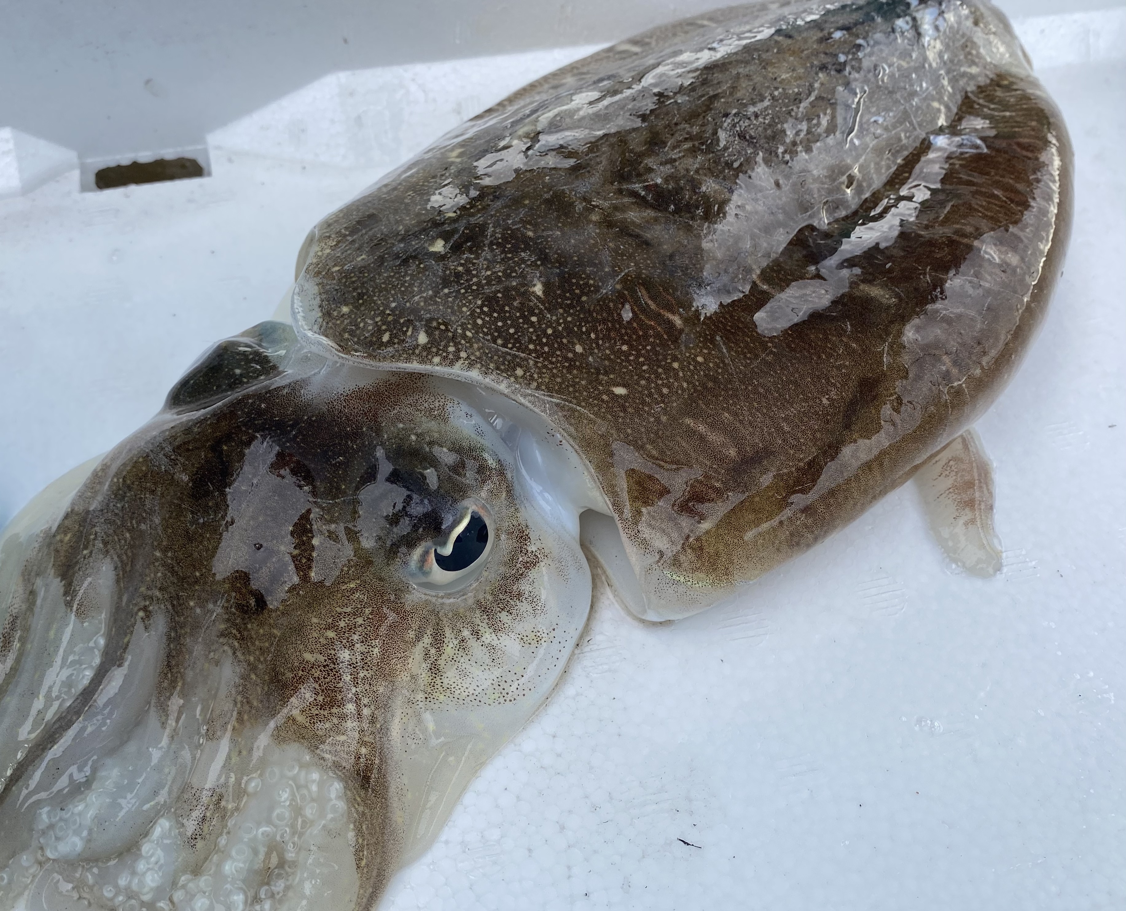 冷蔵 モンゴウイカ 大 1kg前後 1 2杯 送料一律800円 魚介類の商品詳細 ポケットマルシェ 産直 産地直送 通販 旬 の果物 野菜 魚介をお取り寄せ