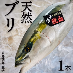 天然ブリ　10kg前後
