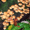 『おいしい天然なめこ』採れたてをお届けします 山形産