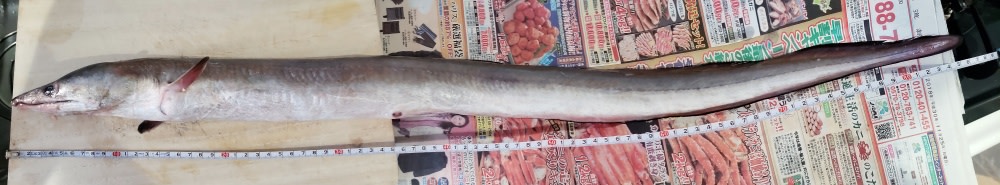 家庭でハモを捌いて5つの料理で堪能したよ 鳥取漁師のハモは伊達じゃなかった 農家漁師から産地直送の通販 ポケットマルシェ