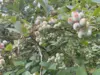冷凍ブルーベリー　4.5キロ　宮崎県小林市産　金﨑農園