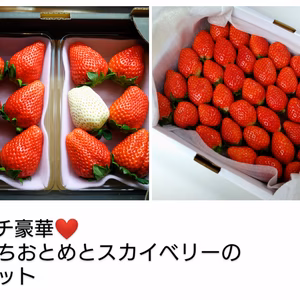 プチ豪華なスカイベリーととちおとめ＋少しとちあいかのセット❤️