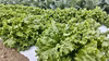 【夏野菜が最盛期】無農薬無化学肥料　朝採り！信州伊那谷★旬の野菜セット