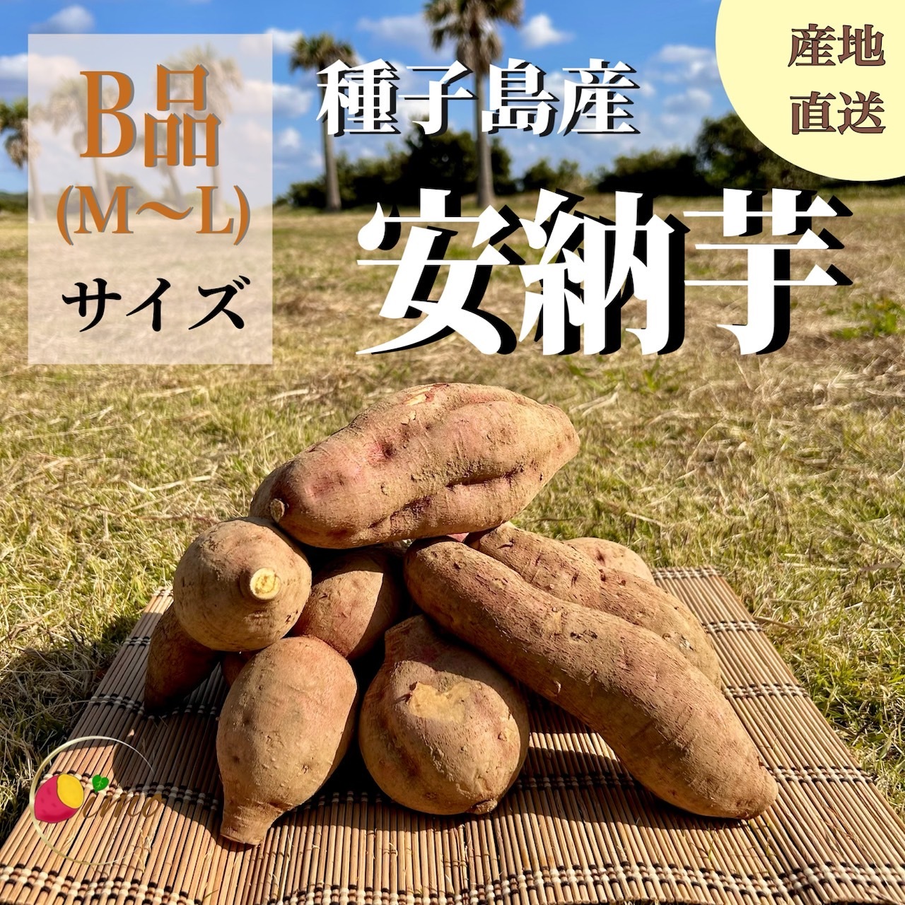 絶品】種子島産 安納芋 B品（M〜Lサイズ）｜aimo農園｜さつまいもの