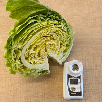 期間限定】【旬】甘さが凝縮！雪中キャベツ（1玉約700g～1000g