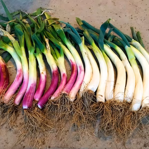 太い！甘い！柔らかい！曲がりネギ　赤白セット　土付き約3ｋｇ