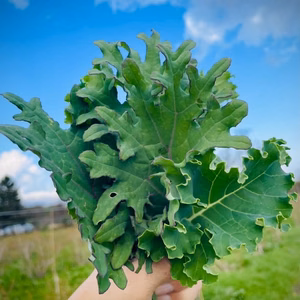 【自然栽培】道産ケール（甘くて柔らかい無肥料野菜）