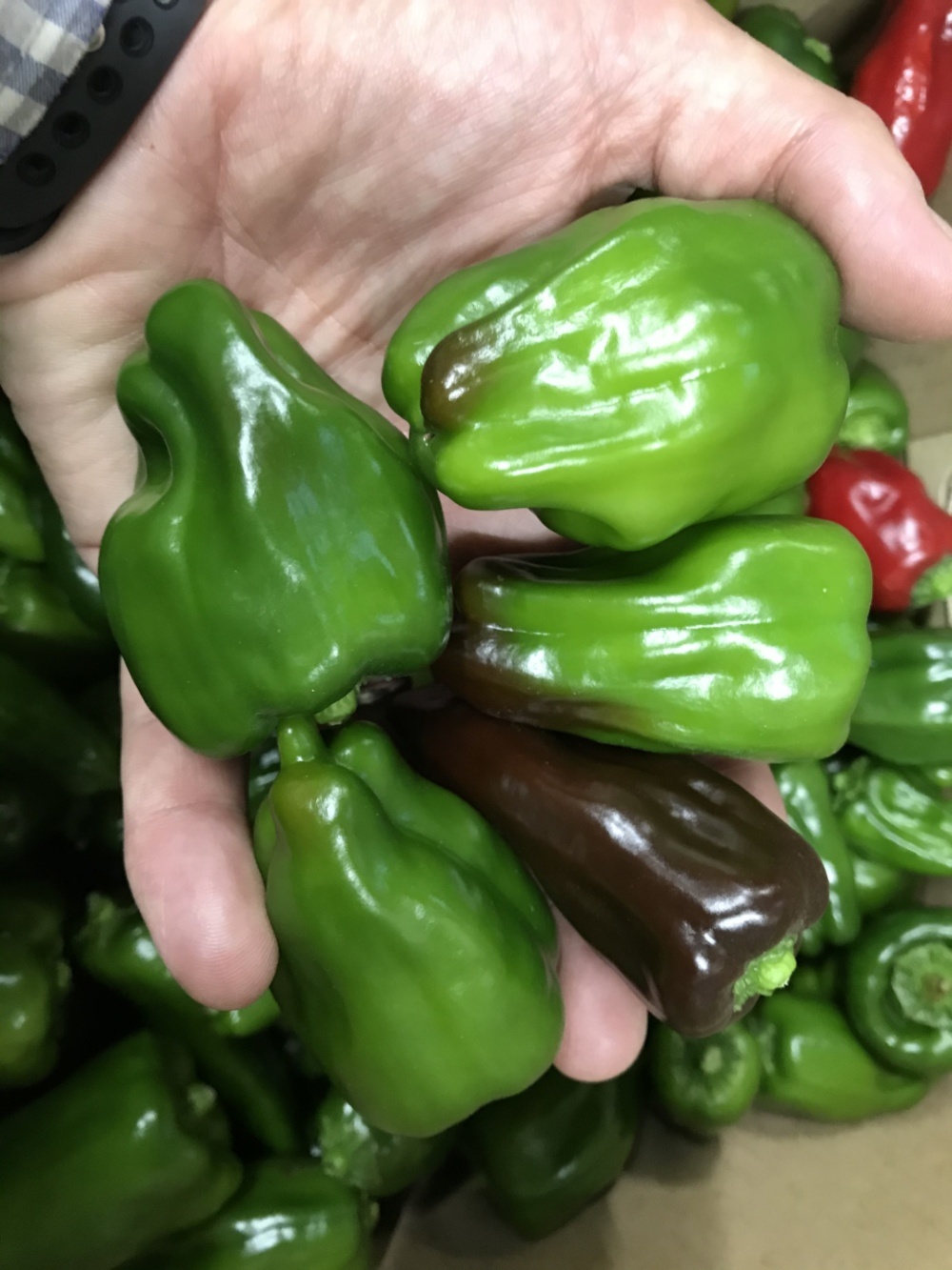 超お買い得 赤くなりかけピーマン 農家漁師から産地直送の通販 ポケットマルシェ