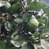 青柚子