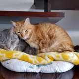 しまだリクレオ