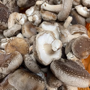 農園直送【今だけ価格】クール送料込みの傘が開いた小中サイズ椎茸１キロ