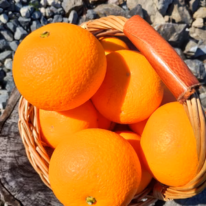 広島産甘夏(あまなつ）自慢の果実（M〜２L）5k以下優良品