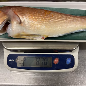 赤アマダイ（津本式究極の血抜き）