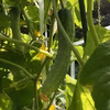 自然栽培 相模半白きゅうり