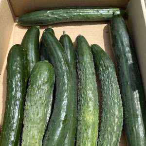 無農薬きゅうり　八町きゅうりやシャキット入って3種類　10本