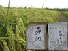 新米 農薬検出ゼロコシヒカリと減農薬･減化学肥料栽培 黄金餅米セット
