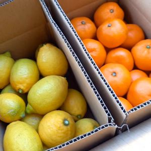 【福袋2026】無農薬レモン11個程度　低農薬みかん2kg