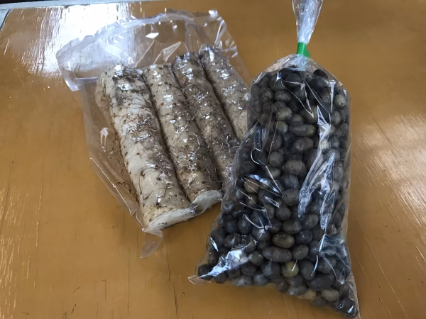 【まとめ買い/業務用セット】真空パックの自然薯Lサイズと、ムカゴMサイズのセット