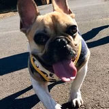 いせき じゅんこ